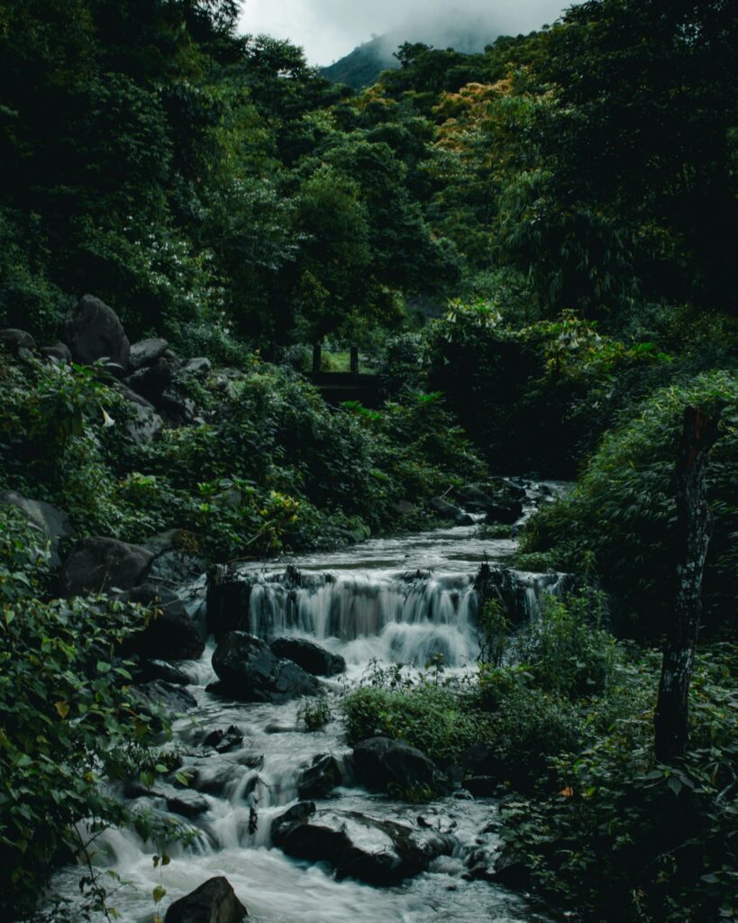 Forest with downward stream in the middle