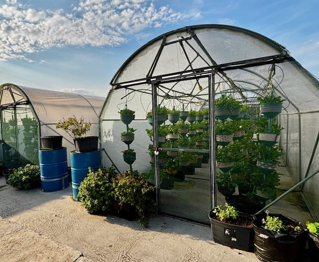 Plants inside a tent shaped greenhouse