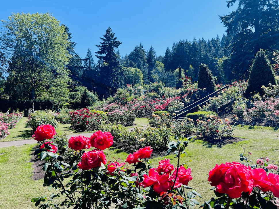 Red roses in gardens full of trees and bushes