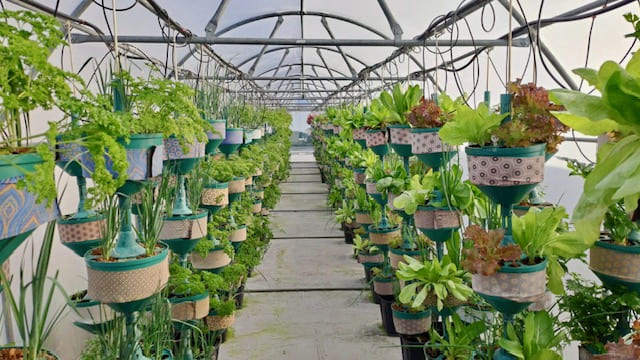 Plants suspended in air inside a greenhouse