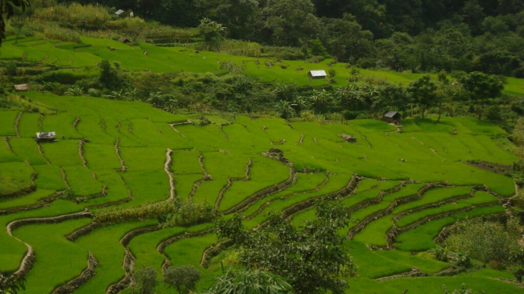 Terraced cultivation