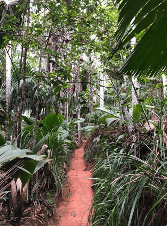 Narrow red path through jungle